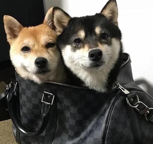 豆柴 柴犬 比較