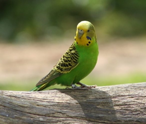 鸚鵡可以吃什麼