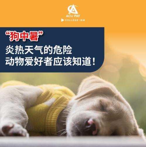 寵物中暑症狀