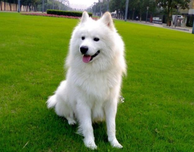 狗吃羅勒的好處