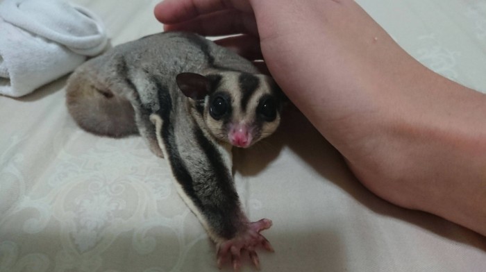 寵物蜜袋鼯照顧