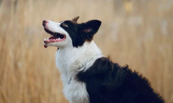 边境牧羊犬聪明度