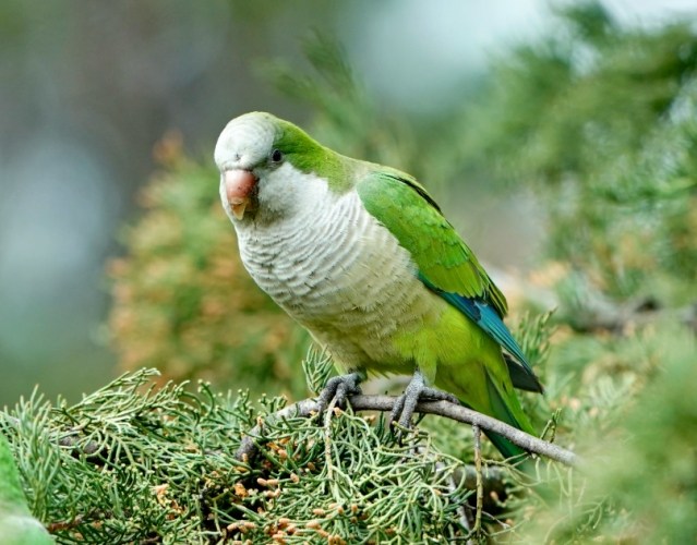 和尚鸚鵡水果餵食