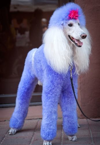 如何延長貴婦狗壽命