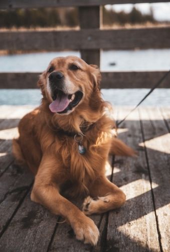 預防狗咬人方法