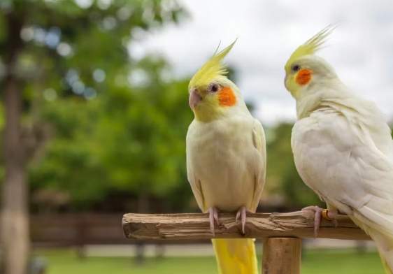 鸚鵡飼養環境溫濕度