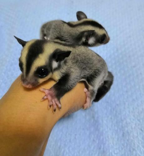 蜜袋鼯健康問題