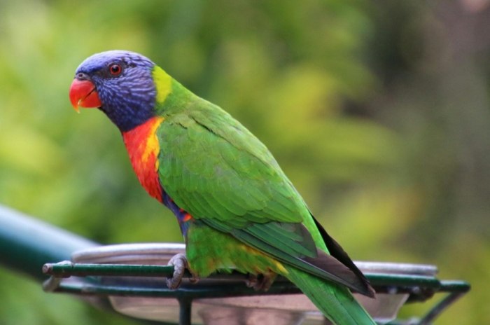 鳥類消化系統疾病