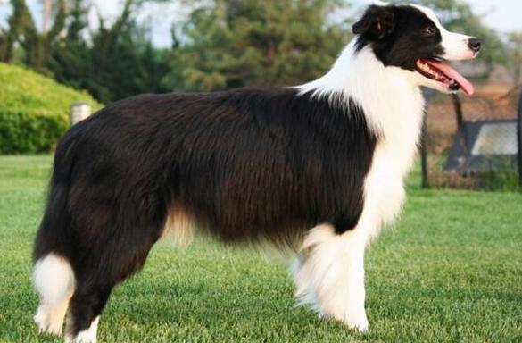 蘇格蘭牧羊犬聰明程度