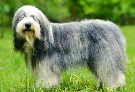 古代牧羊犬 健康