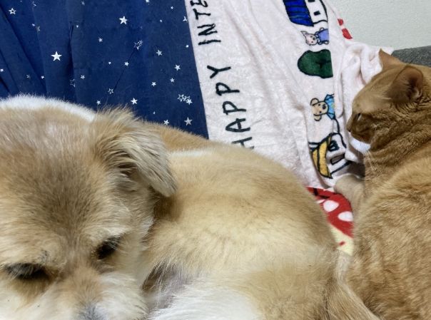 狗狗鮮食份量計算