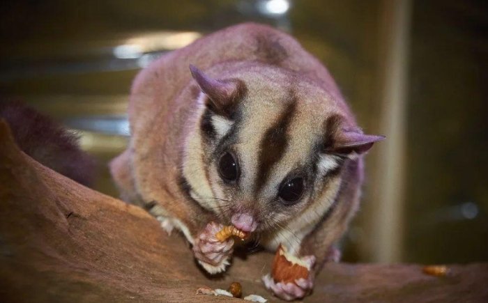 寵物蜜袋鼯照顧