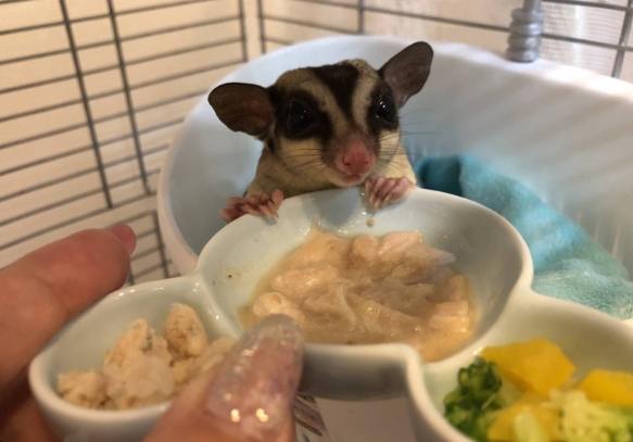 蜜袋鼯健康餵養