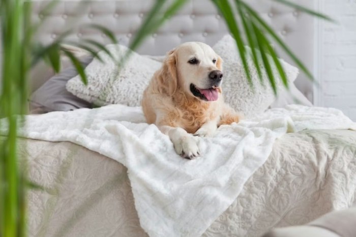 室內犬空守意思