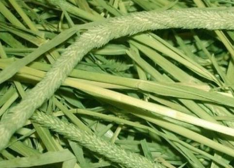 提摩西草栽培方法