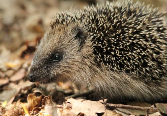 刺蝟照顧注意事項