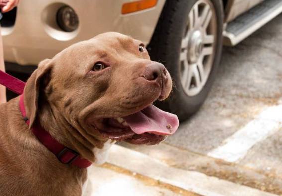 台灣危險犬種法規