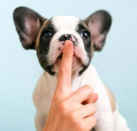 狗狗飼料份量 狗狗飼料份量