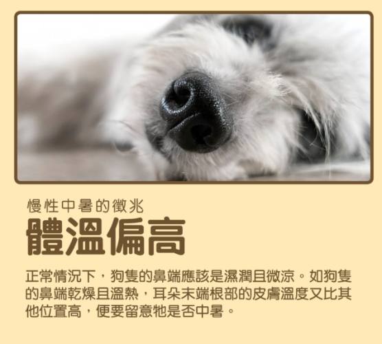 狗狗中暑後照顧