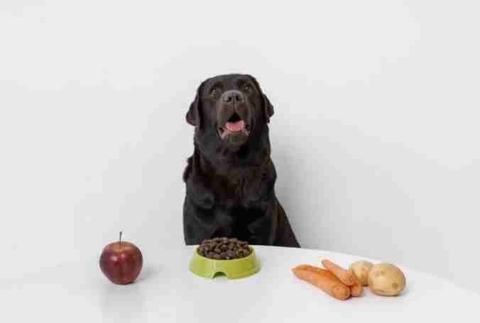 鮮食餵食指南 鮮食餵食指南