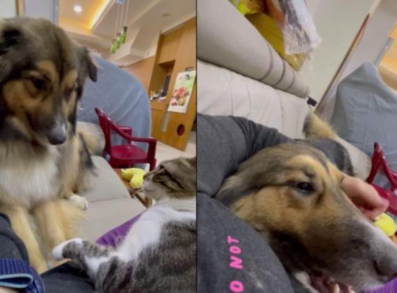 鮮食量計算方法