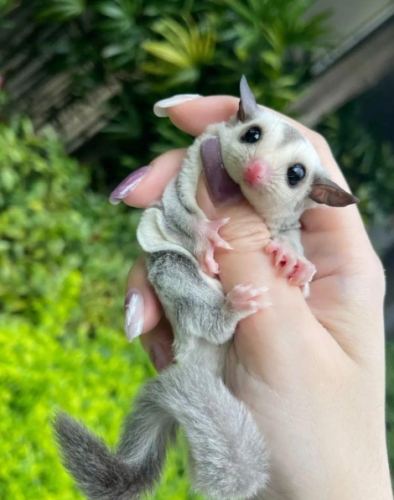 寵物蜜袋鼯護理