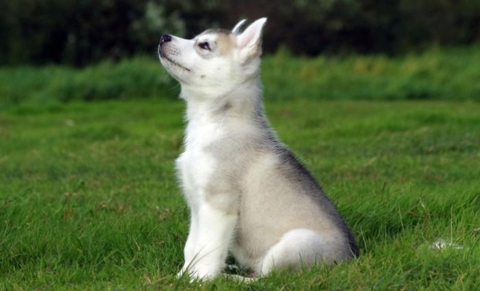 狗狗咬人行為矯正