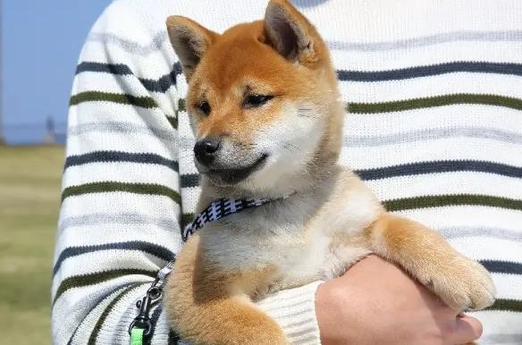 如何延長豆柴壽命