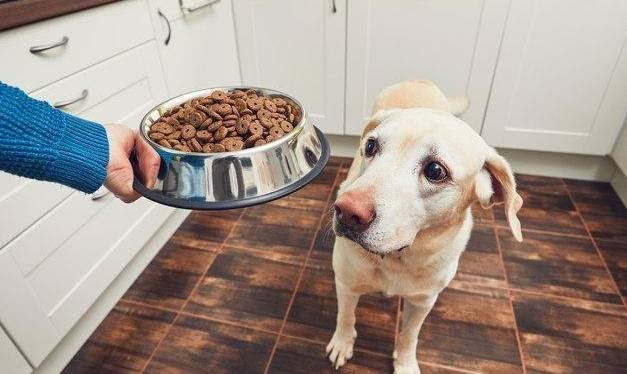 腎臟病狗狗飲食