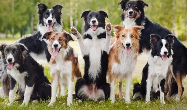 最聰明的狗 最聰明的狗