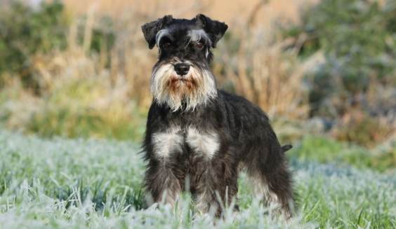 迷你雪納瑞平均壽命