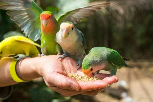 奇異果鸚鵡營養