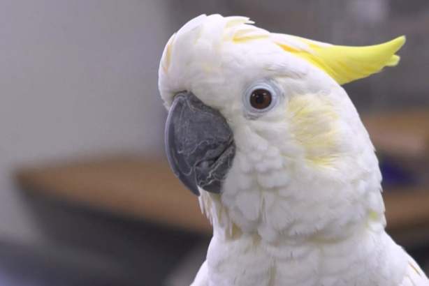 葡萄對鸚鵡的影響