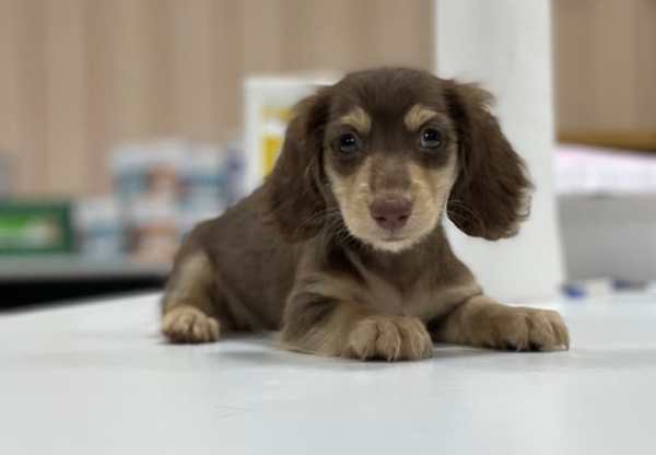 迷你臘腸犬品種