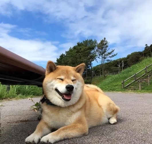 狗狗中暑症狀 狗狗中暑症狀