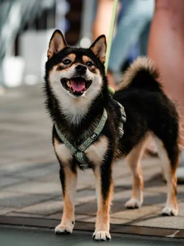 柴犬皮膚病預防