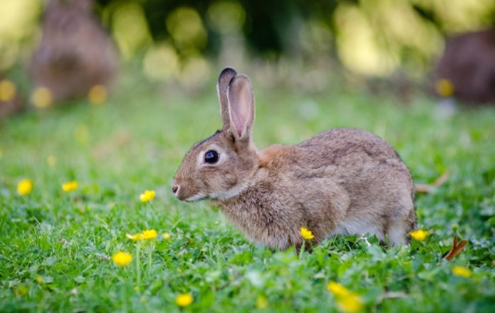 兔子牧草更换频率