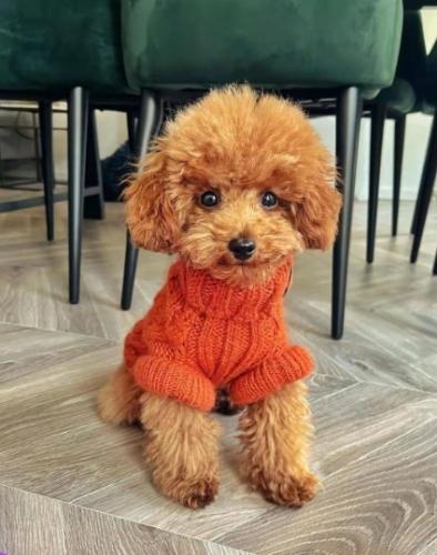 貴婦狗平均壽命