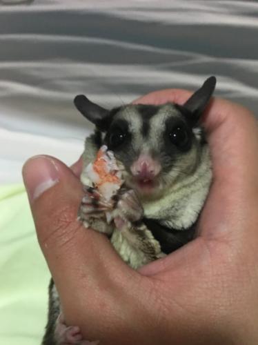 蜜袋鼯餵食方法