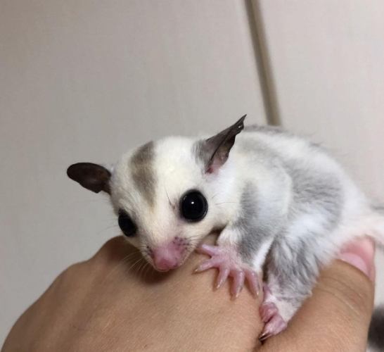 蜜袋鼯單獨飼養