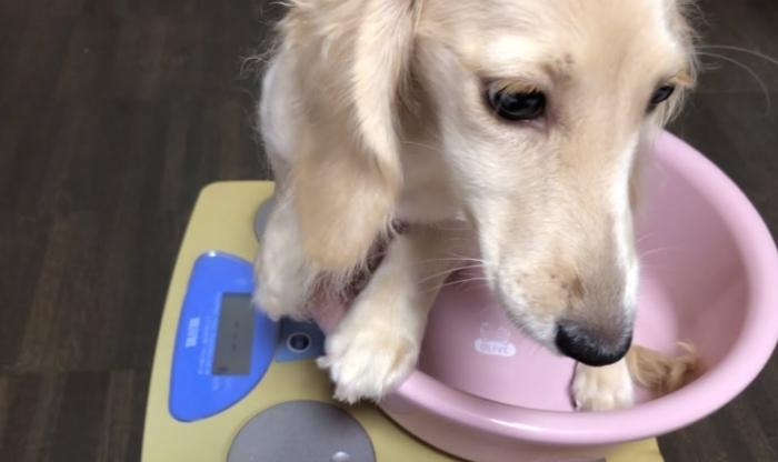 高齡犬鮮食配方 高齡犬鮮食配方