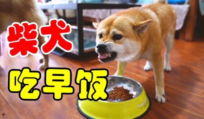 寵物早餐營養