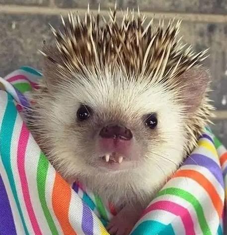 非洲迷你刺猬照顧