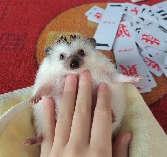 非洲迷你刺猬照顧