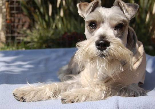 雪納瑞年齡對照表