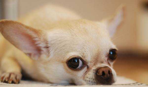 吉娃娃健康問題