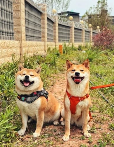 羅勒對狗安全嗎