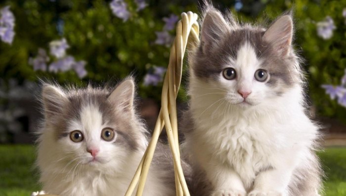 親貓注意事項 親貓注意事項