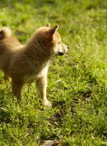 狗吃羅勒的好處