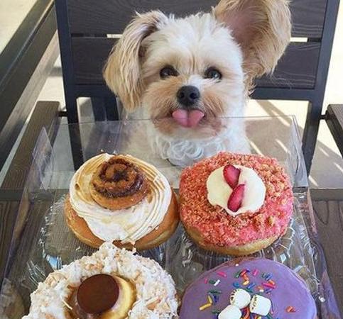 腎臟病寵物照護